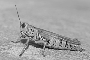 Acridid B&W